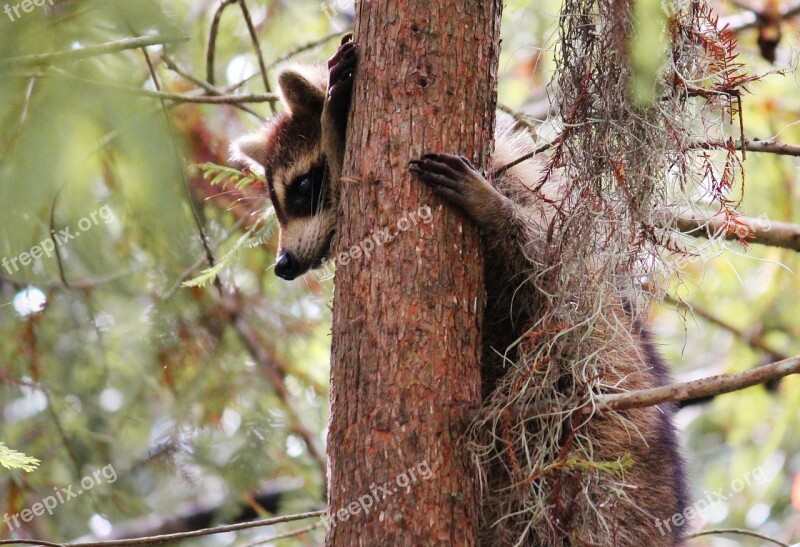 Animals Raccoon Furry Mammal Wild Animal