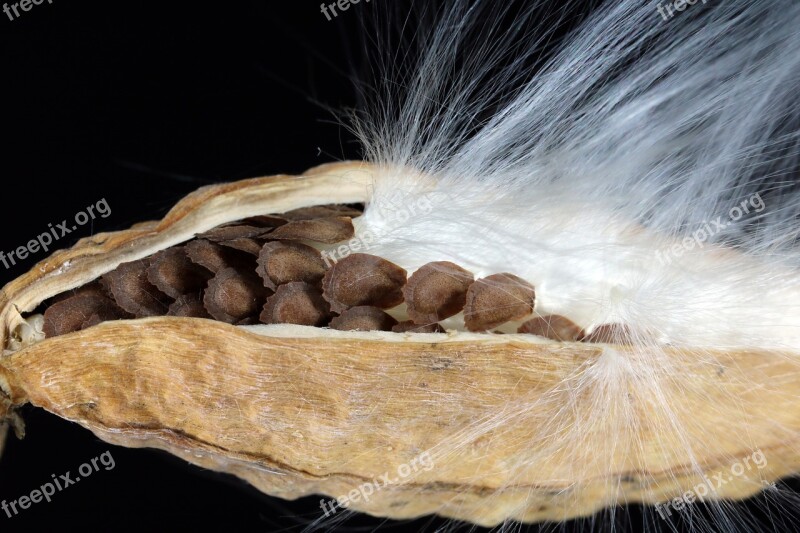 Milkweed Seeds Departure Spring Start