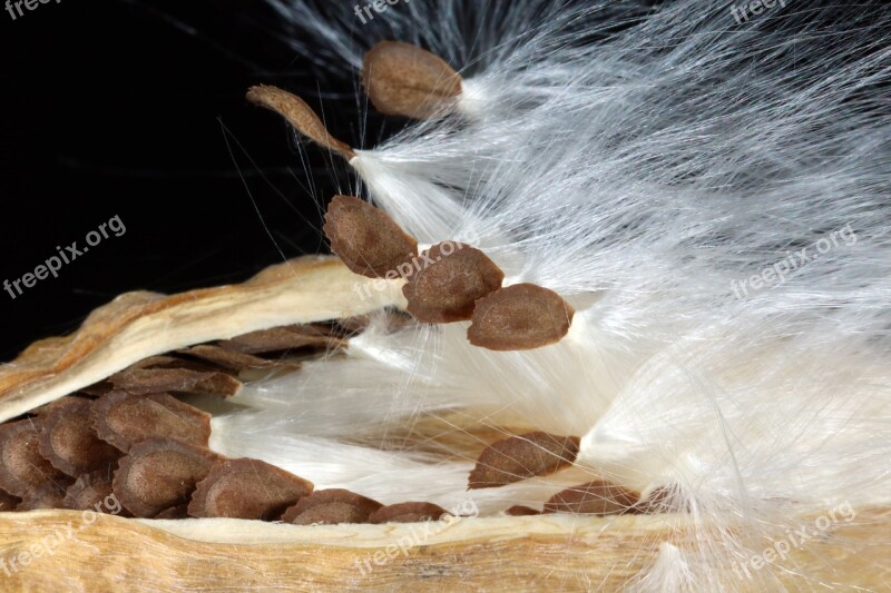 Milkweed Seeds Departure Spring Start