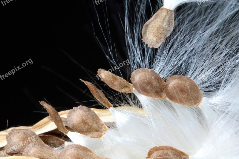 Milkweed Seeds Departure Spring Start