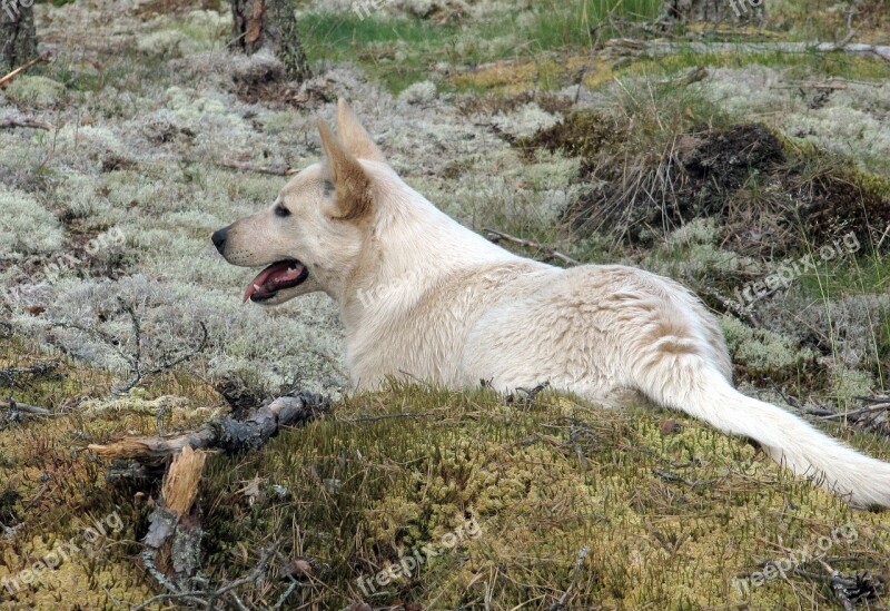 Dog Light Pet Dog Lying Down In The Woods