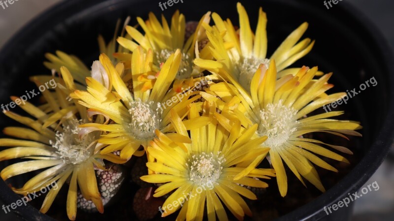 Flowers Yellow Flower Flowering Flora