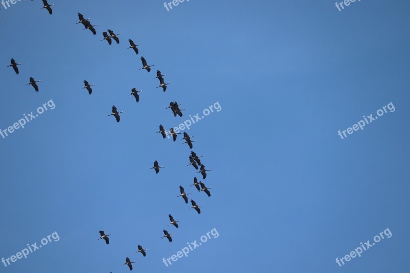 Cranes Migratory Birds Spring Return Flock Of Birds