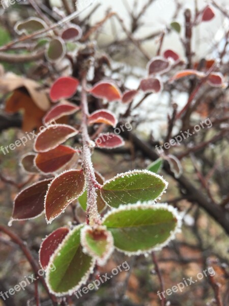 Hoarfrost Branch Winter Cold Frost