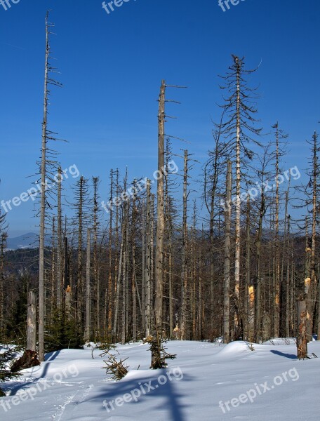 Woodworm Forest Dry The Destruction Of The Ecology