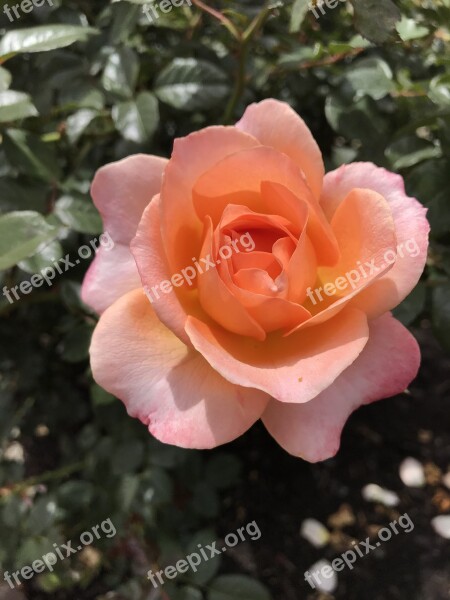 Peachy Color Rose Balboa Park San Diego Free Photos