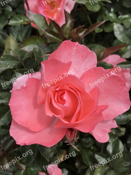 Peach Pink Rose Balboa Park San Diego Free Photos