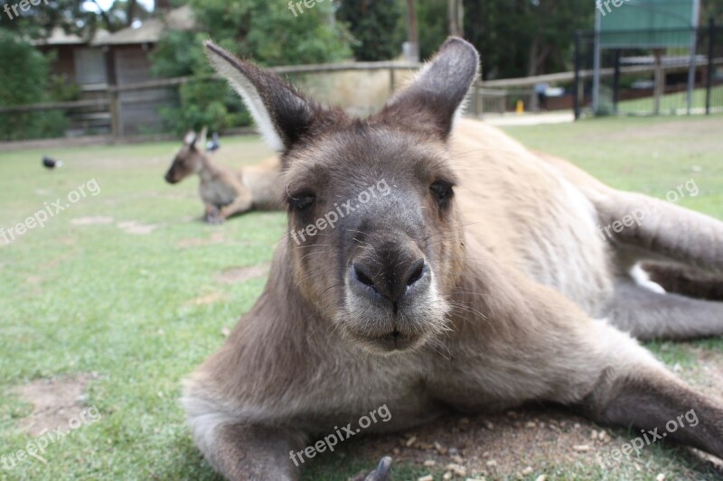 Australia Animal Animal World Cute Kangaroo