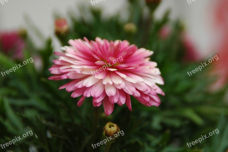 Chrysanthemum Chrysanthemum Pink Chrysanthemum Composed Golden Flower Flower Button Purple