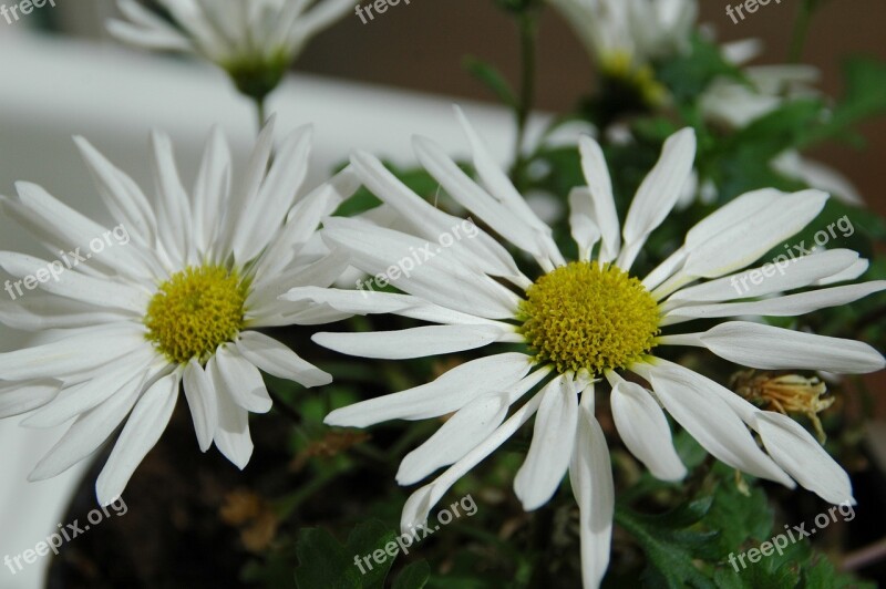 Chrysanthemum Daisy White Flower Original From Korea Fall Flower The Flower Of The Pleasure