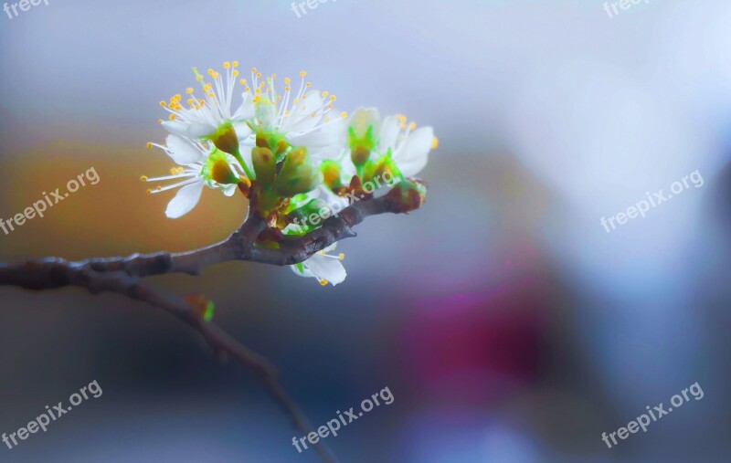 Flower Blooming Blossom Branch Twig