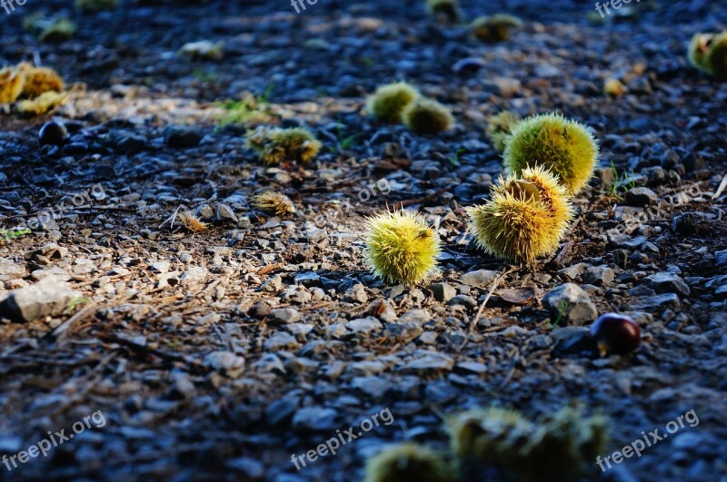 Forest Floor Chestnut Prickly Autumn Maroni