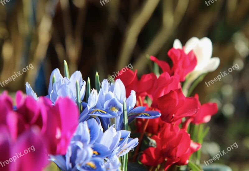 Iris Blue Iris Cyclamen Cyclamen Red Flowering