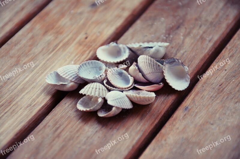 Shells Closeup Nature Crustaceans Free Photos