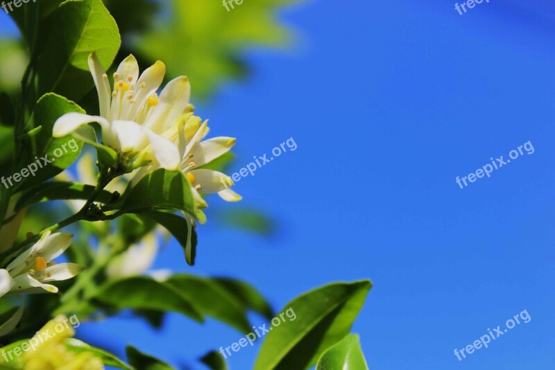 Glass Flowers Sky Pretty Nature