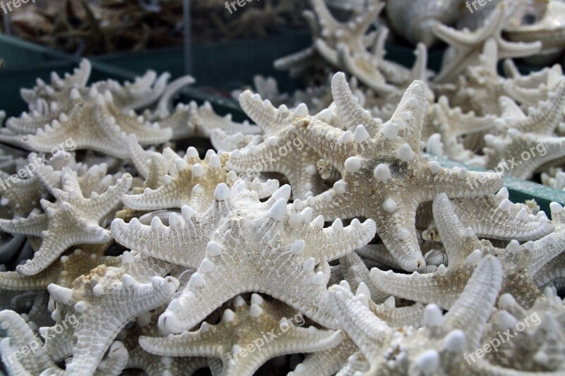 Shells Ocean Starfish Caribbean Free Photos