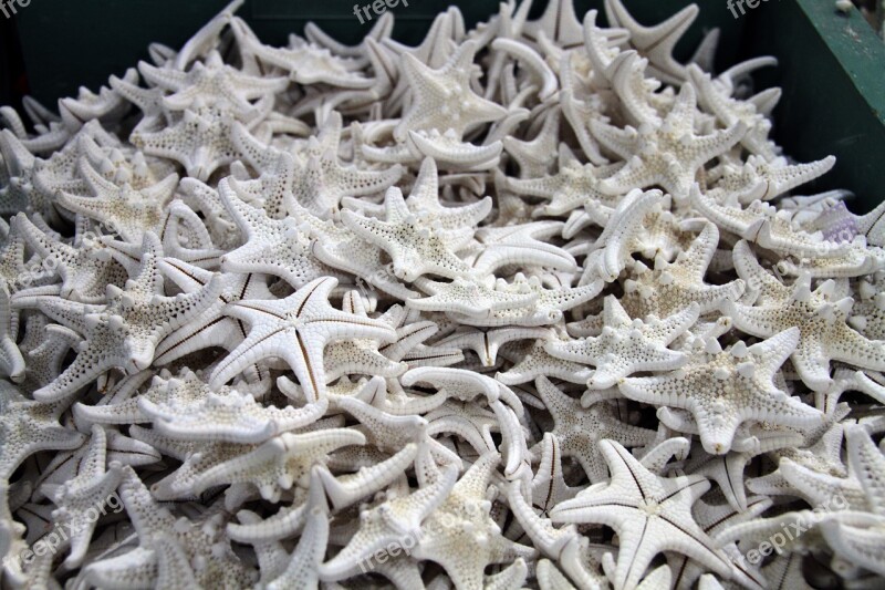 Shells Ocean Starfish Caribbean Free Photos