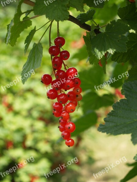 Currant Red Garden Berries Food