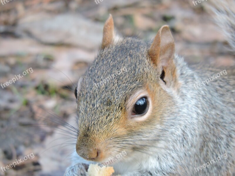 Squirrel Nature Park Rodent Landscape