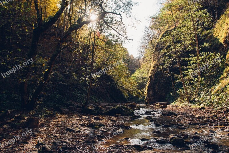 Forest Autumn Creek River Nature