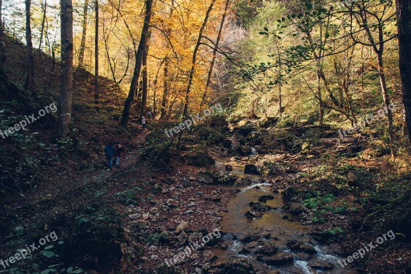 Forest Autumn Creek River Nature