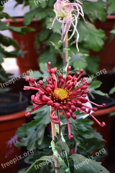 Ink Chrysanthemum Crimson Plant Free Photos