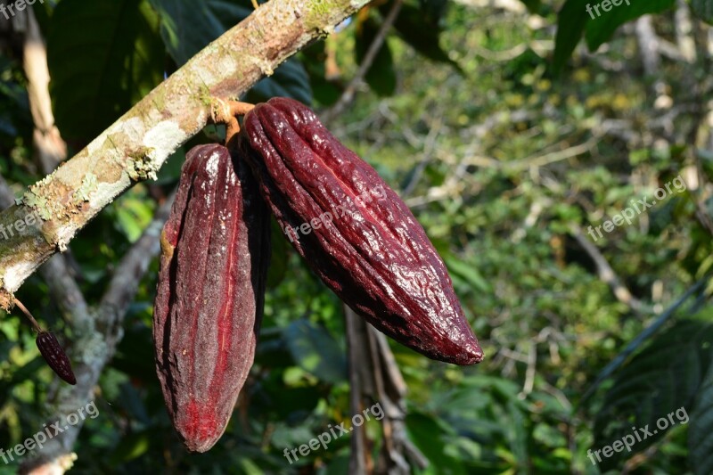 Cocoa Cacao Plant Cacao Plant Cocoa Fruit