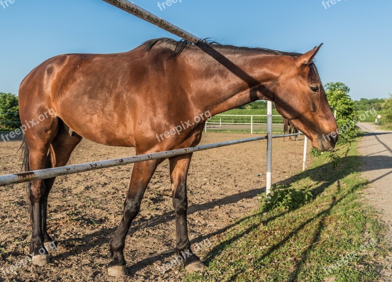 The Horse Stud Chestnut Brown Stallion