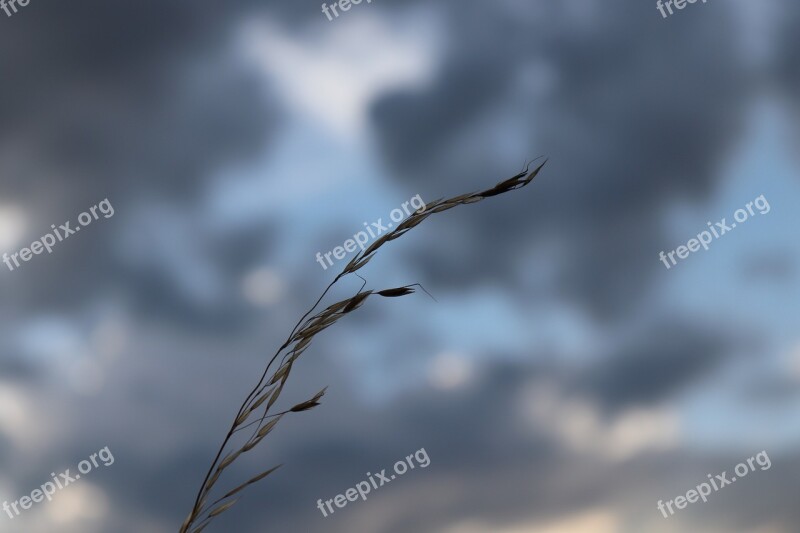 Sky Gras Bluesky Meadow Landscape