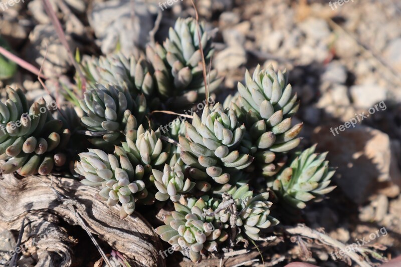 Succulent Gross Nature Plants Wild