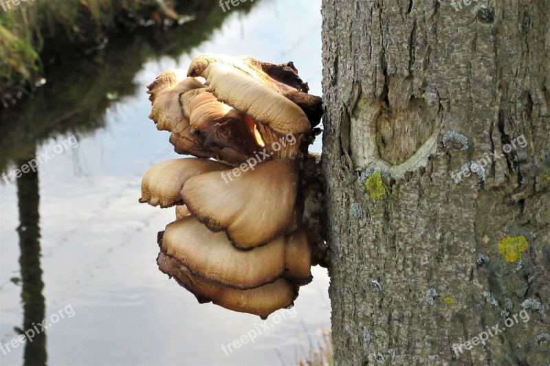 Fungi Agaric Tree Ditch Tree Trunk