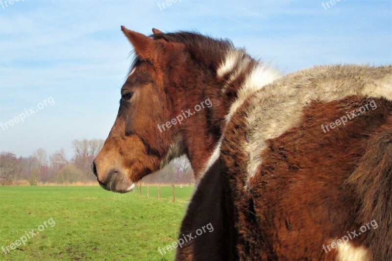 Pony Horse Horses Animal Mammal