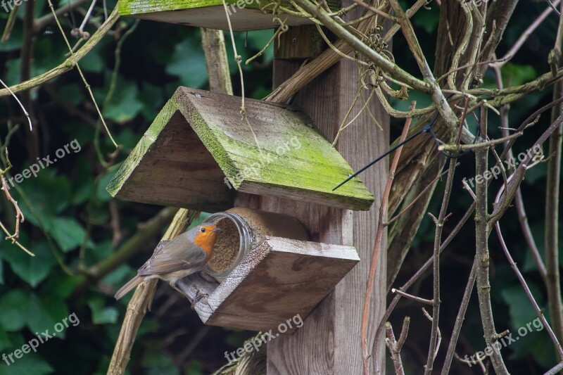 Robin Little Bird Nature Spring Outdoor