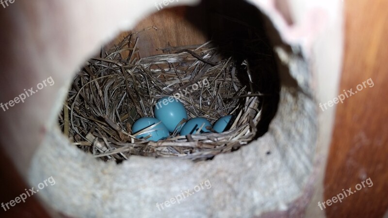 Robins Egg Blue Eggs Nest Robin Blue