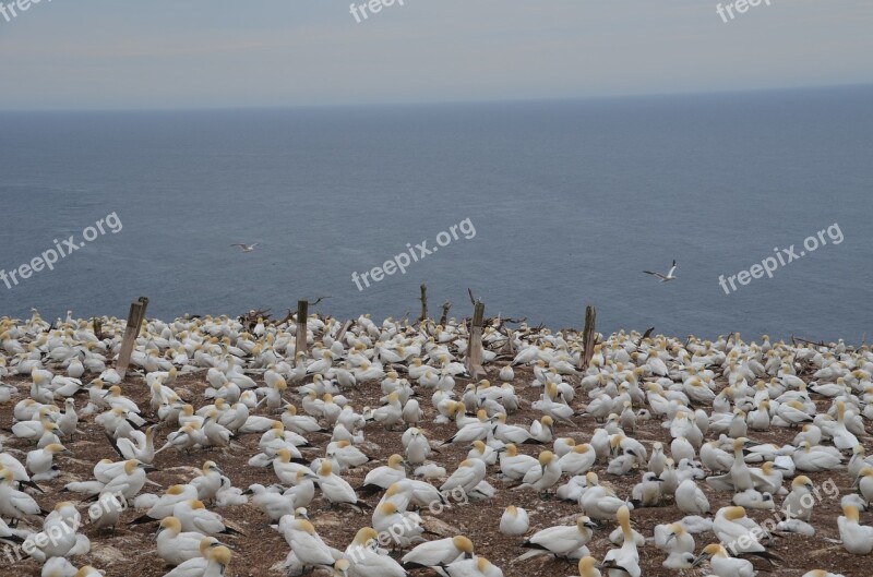 Island Bonaventure Itself Canada Albatros Nature