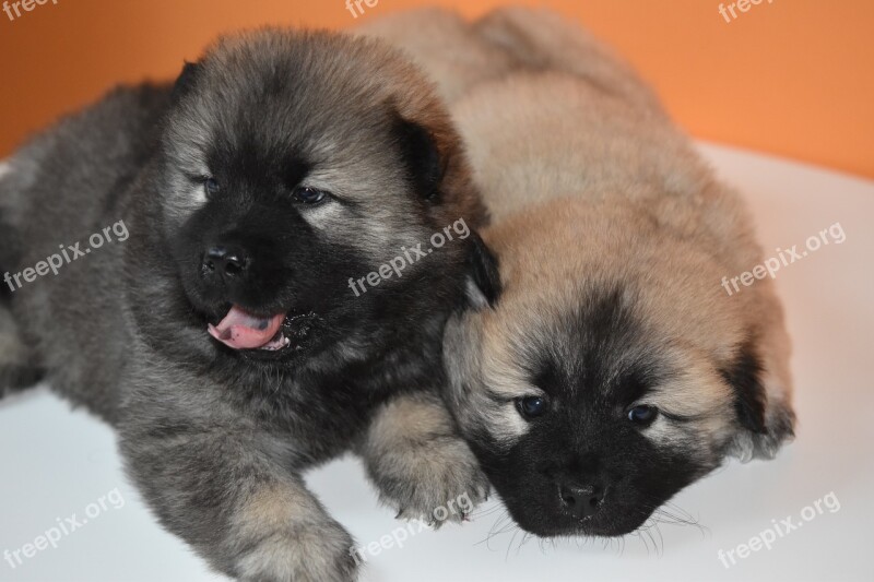 Dog Puppies Dogs Pup Cute