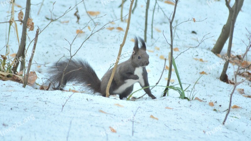 Forest Animals Rodents Creature Squirrel