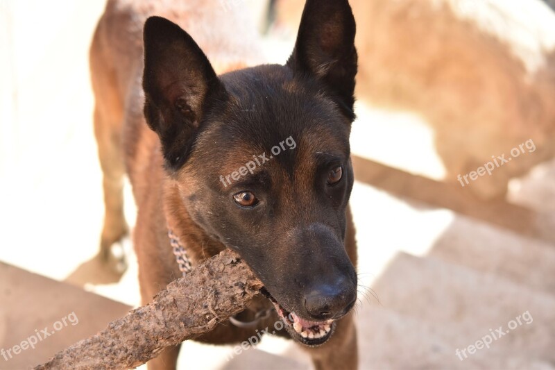 Dog Chien Berger Beige Malinois Malinois Male Animal