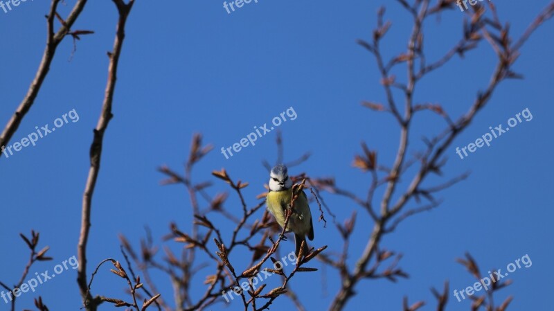 Bird Nature Branch Animal World Spring