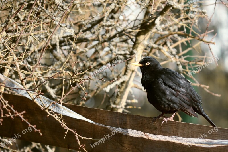 Blackbird Bird Winter Bridle Bush