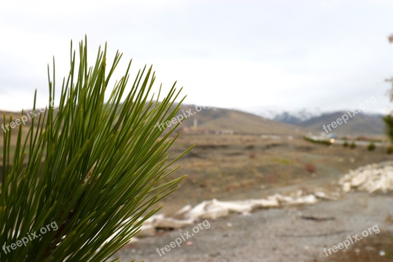 Pine Tree Leaves Pine Leaves Free Photos