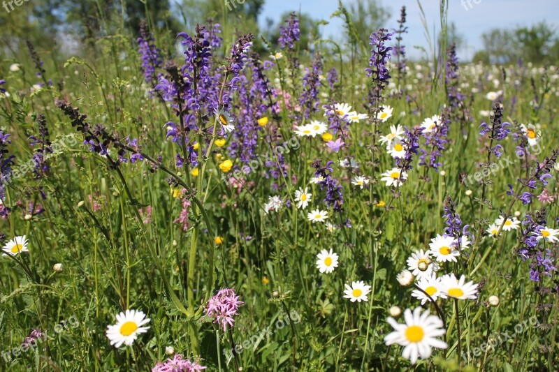 Flower Meadow Summer Nature Meadow Daisies