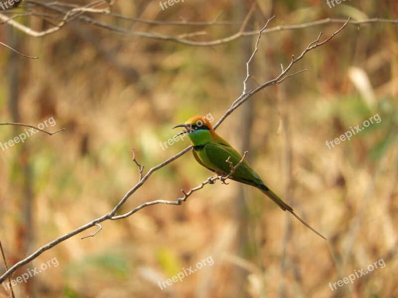 Bird Bee-eater Nature Colorful Free Photos