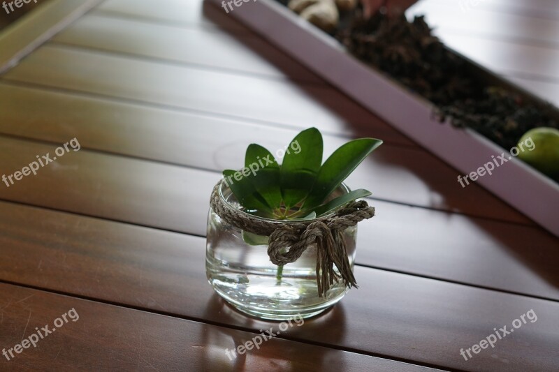 Potted Plant Interior Ornament Flowers Plants