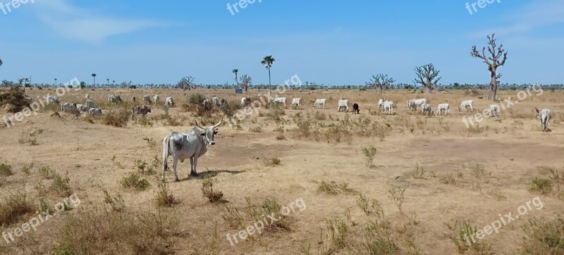 Savannah Herd Zebu Africa Senegal