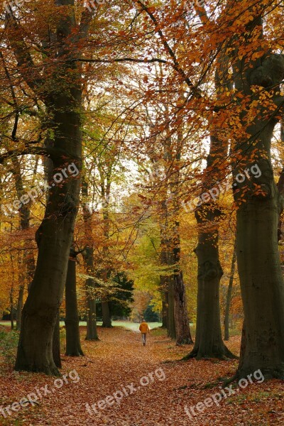 Autumn Forest Trees Leaves Fall Colors