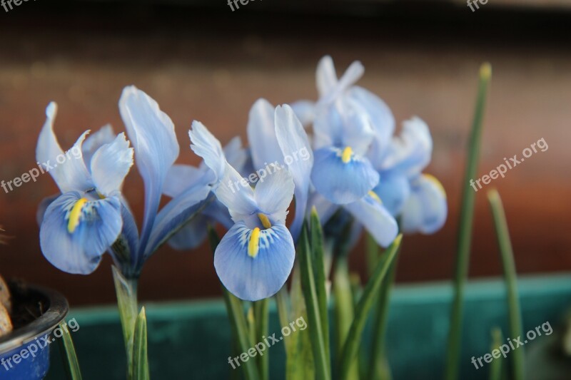 Iris Blue Iris Bulb Flowers Free Photos