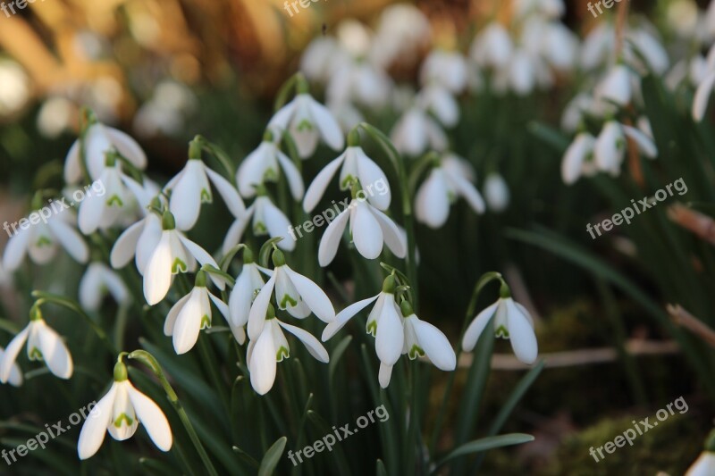 Perce-neige White Flowers Flowering Bulb Spring