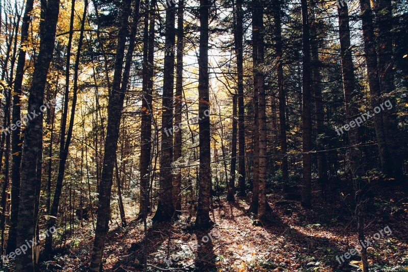 Forest Trees The Trunks Of The Trees Dense Sun