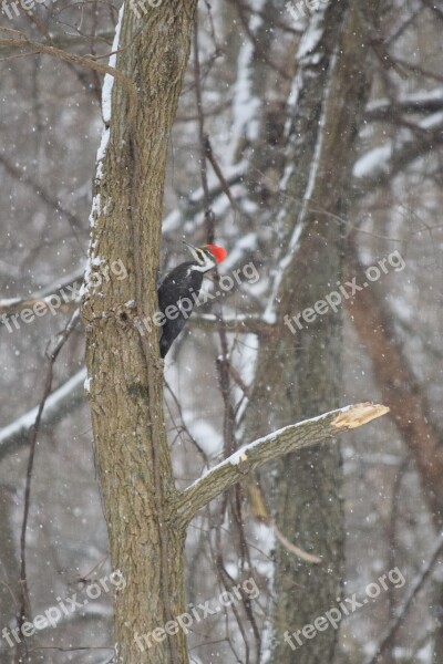 Woodpecker Bird Foraging Nature Tree